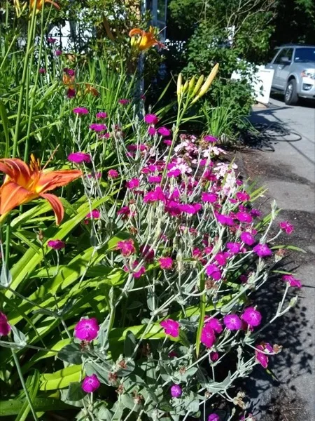 Flowers in the garden outside Pembroke Dental Associates