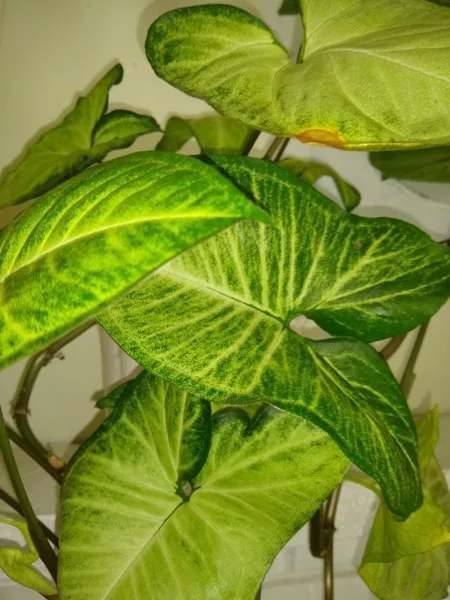 Green plants in the Pembroke Dental Associates office