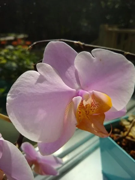 Orchid in the Pembroke Dental Associates office